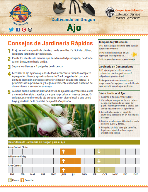 ajo consejos de jardineria