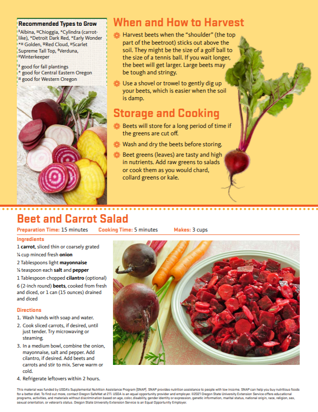 Beets Harvest, Storage, and Cooking Food Hero