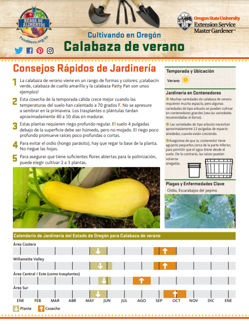 jardineria de calabaza de verano