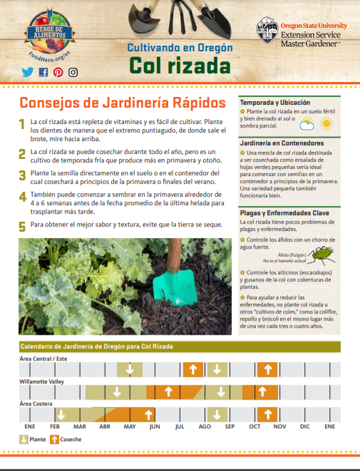 col rizada jarinderia