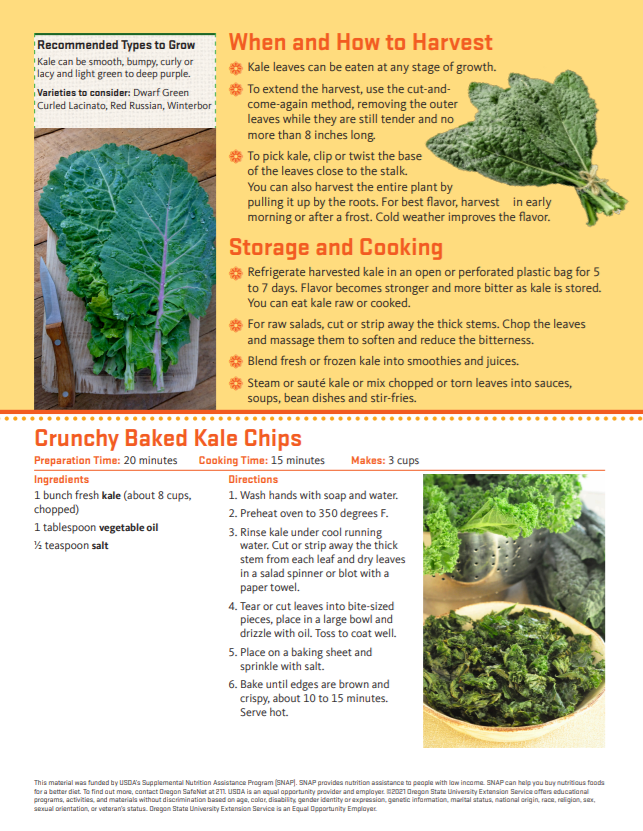 Kale Harvest, Storage and Cooking Food Hero