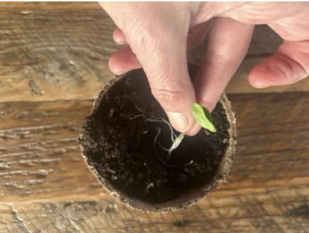 Planting a sprout