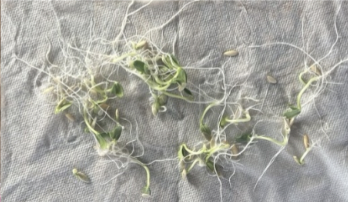 Seed sprouts