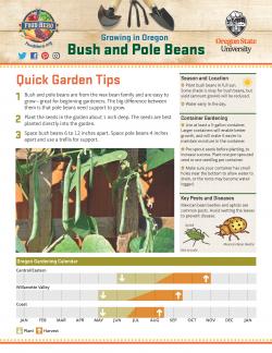 Beans - Bush and Pole - Garden Tips