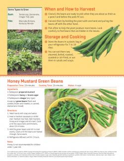 Beans - Bush and Pole - Garden Tips