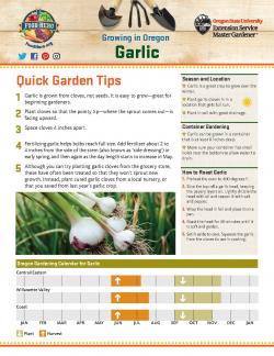 Garlic - Garden Tips