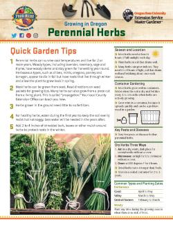 How to grow perennial herbs