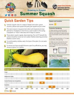 Summer Squash - Gardening Tips