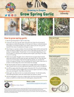 Garlic - Spring - Garden Tips