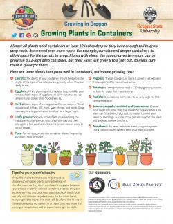 Container Gardening Basics