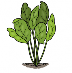 Dibujo de plantas de espinaca verde que crecen en el suelo