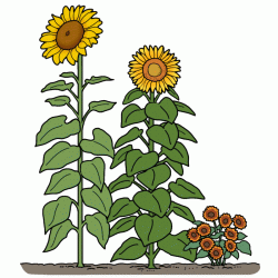 Drawing of three varieties of sunflower plants with green leaves and yellow or orange flowers