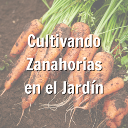Promoción para el blog de jardinería de octubre sobre zanahorias.