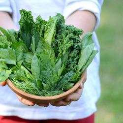 Grow Lettuce with Kids