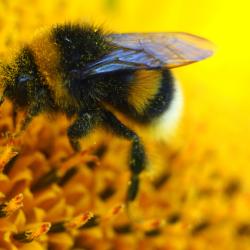 Sunflowers offer bees lots of pollen and nectar