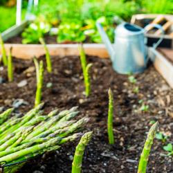 Asparagus Growing