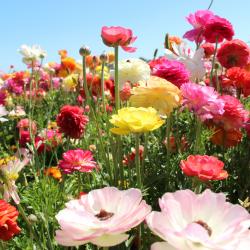 Summer flowers