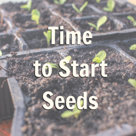 seed starts in black pots with dirt, with the title of the blog "Time to Start Seeds" overlaying