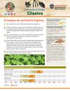 Cómo cultivar el cilantro