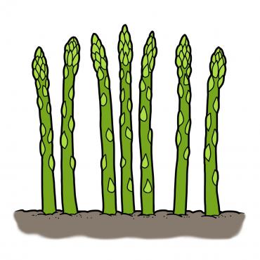 Asparagus Illustration