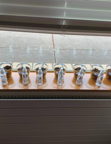 Sunflower and Pumpkin Seeds Classroom Challenge