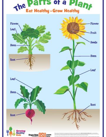 Growing Healthy Kids Full Curriculum Food Hero