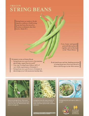 Green Beans Oregon Harvest Poster